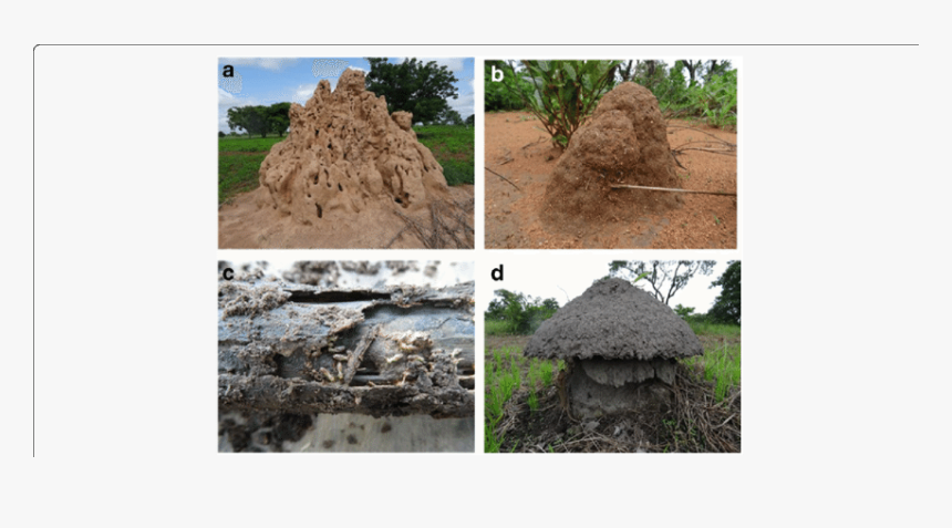 The Four Types Of Mounds Of Termite Pests Recognized - Tree, HD Png Download, Free Download