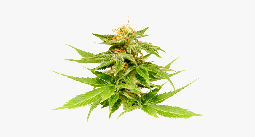 Cannabis, HD Png Download, Free Download