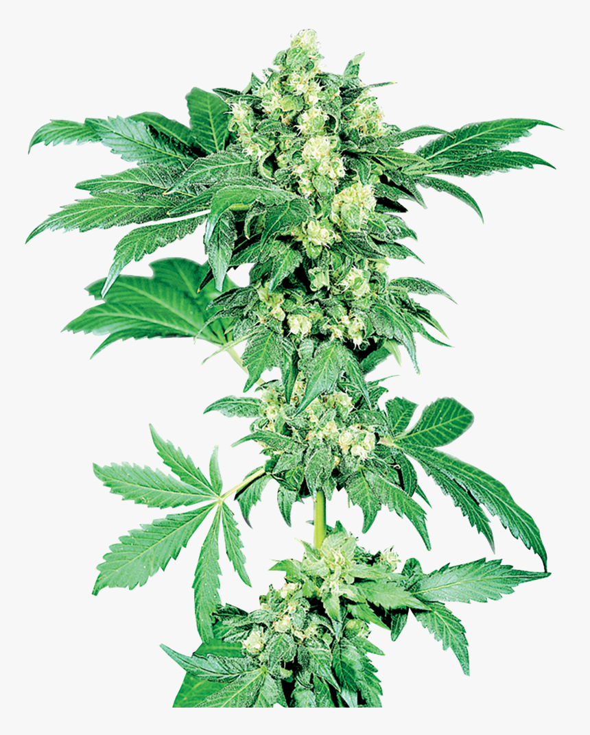 Maple Leaf Indica - Afghani 1, HD Png Download, Free Download