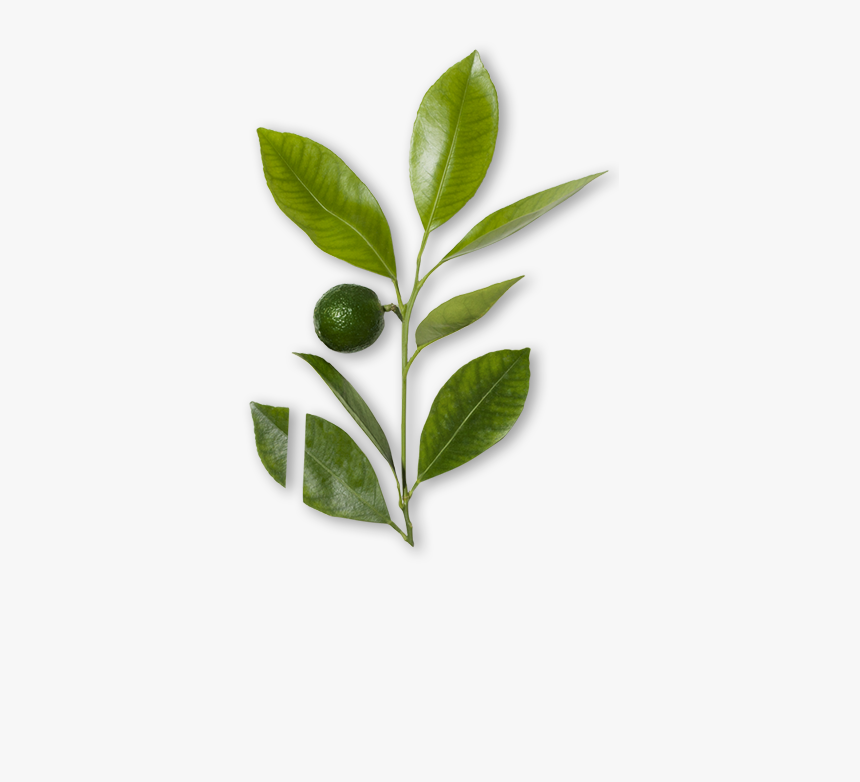 Silver Buffaloberry, HD Png Download, Free Download