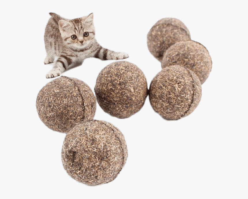 Best Cat Toys 2018, HD Png Download, Free Download