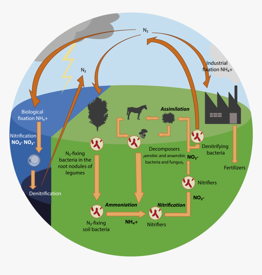 Nitrogen Cycle Diagram Ap Environmental Science, HD Png Download, Free Download