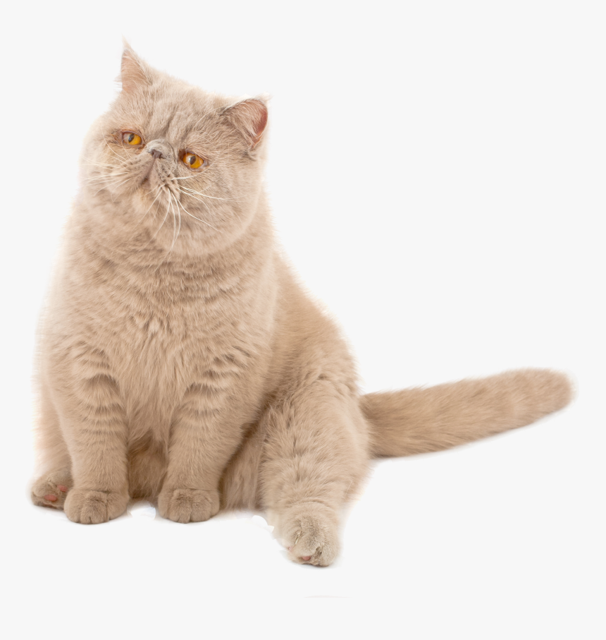 Stinky Cat, HD Png Download, Free Download