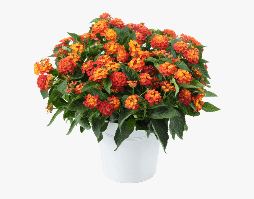 Bouquet, HD Png Download, Free Download