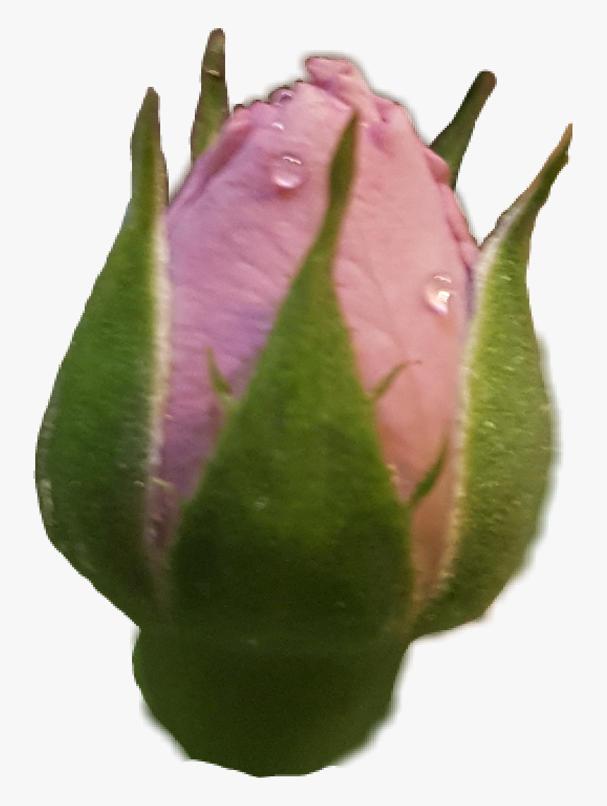 #rose #rosebud #roses #rosebuds - Garden Roses, HD Png Download, Free Download