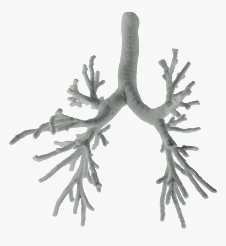 3d Printed Bronchial Tree Model - 3d Printed Bronchi, HD Png Download, Free Download