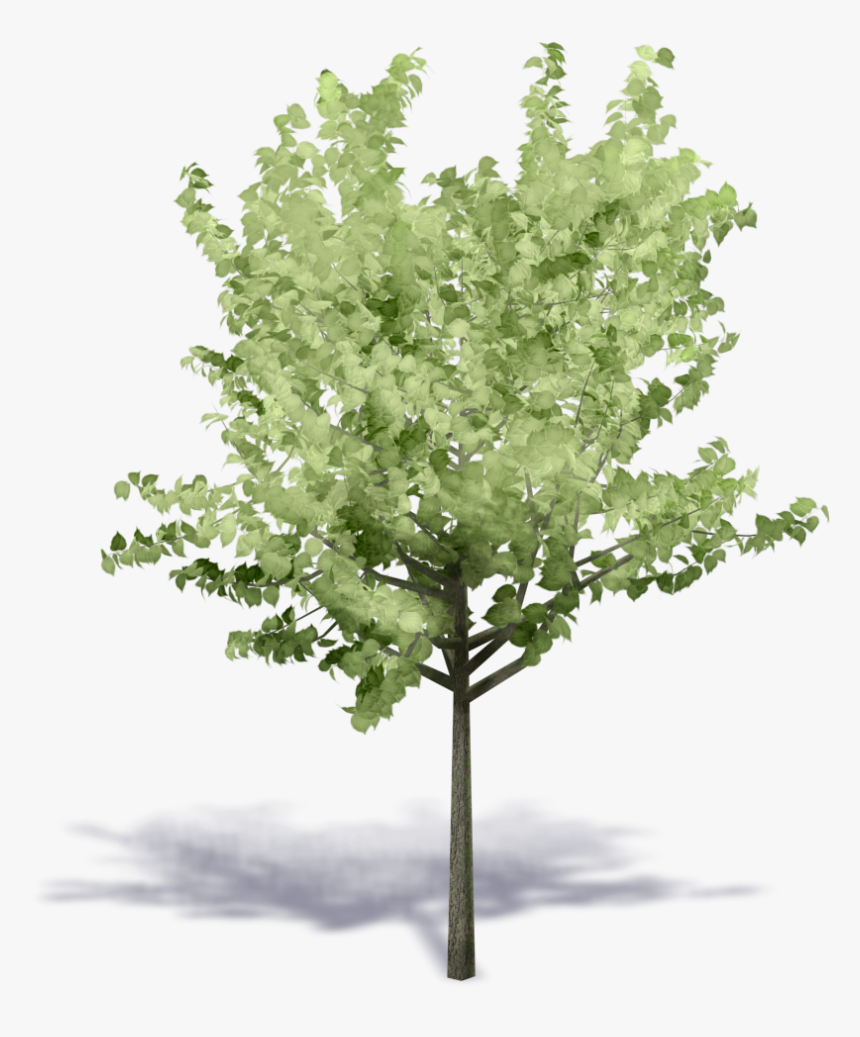 Tree Dwg Png Axonometric, Transparent Png, Free Download