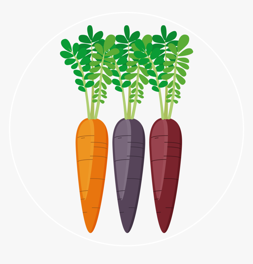 Carrot Colors Icon - Baby Carrot, HD Png Download, Free Download