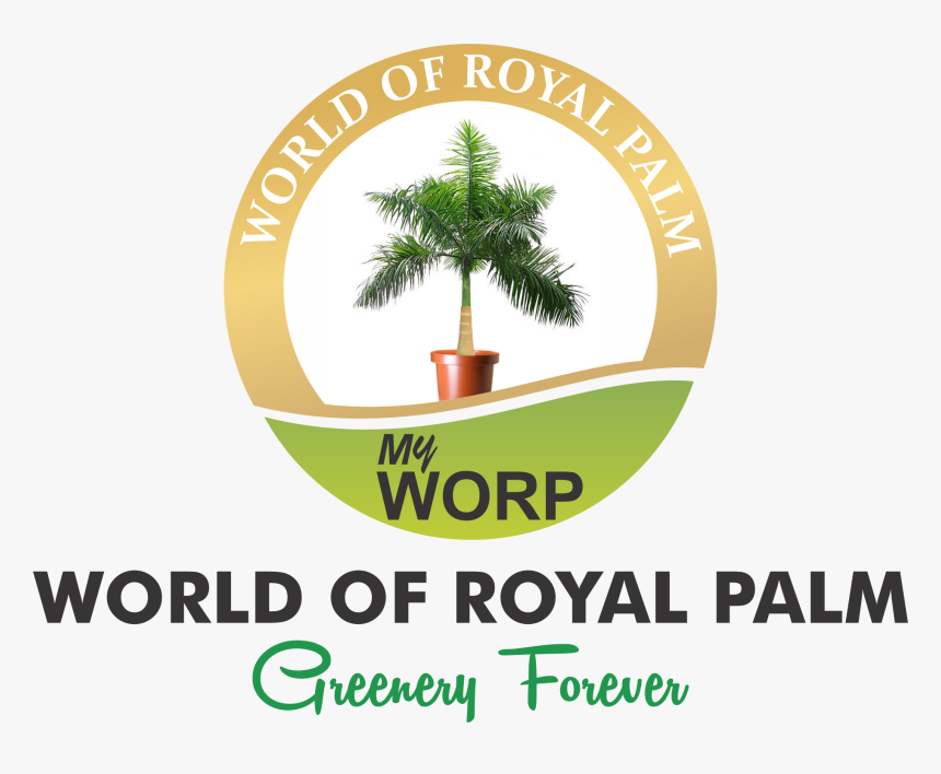 Foxtail Palm Png - Cuban Royal Palm Tree, Transparent Png, Free Download