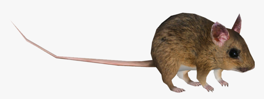 Mouse, HD Png Download, Free Download