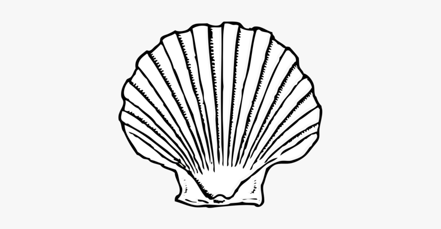 Seashells Png Download Coral Huge Freebie Download, Transparent Png, Free Download