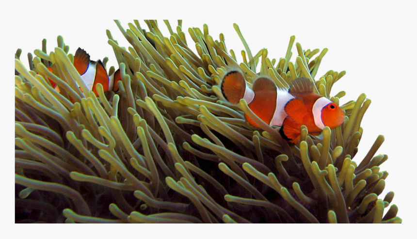 Sea Anemone And Clown Fish, HD Png Download, Free Download