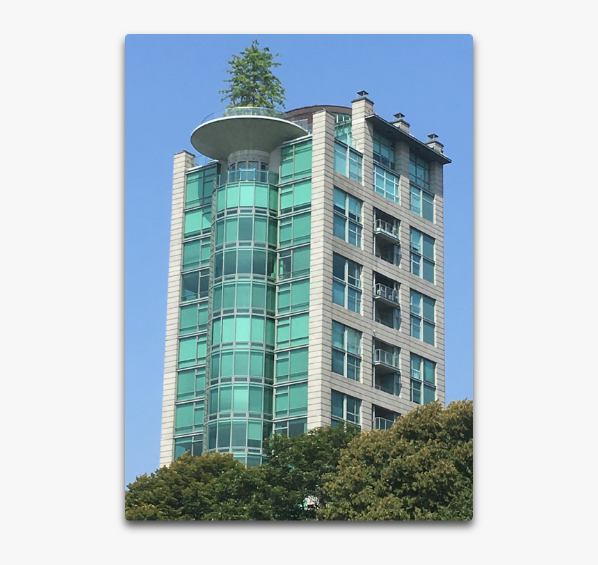 Vancouver Tree - English Bay Beach, HD Png Download, Free Download