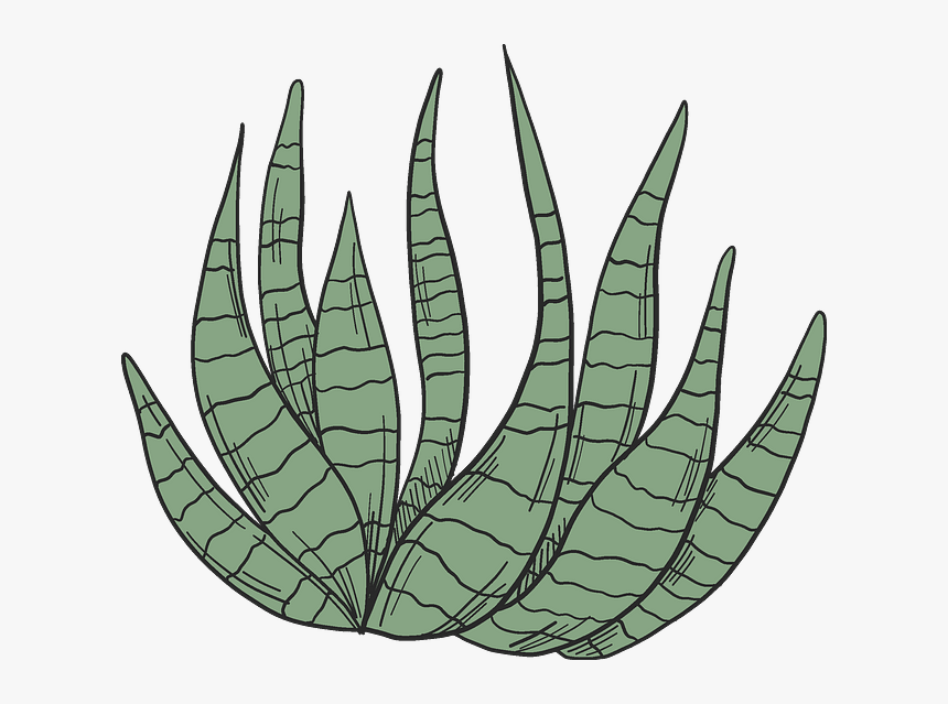 Agave, HD Png Download, Free Download