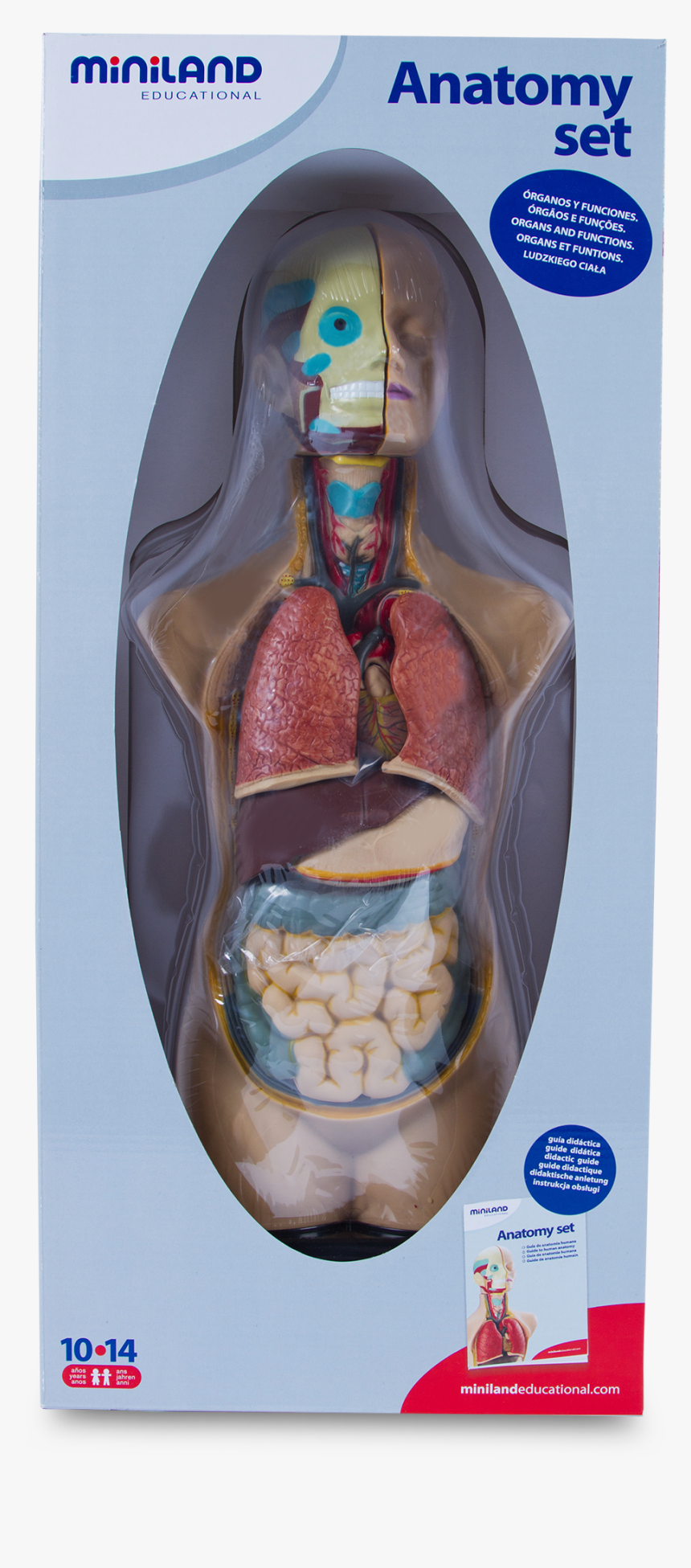 Anatomy Vector Human Torso - Medical Assistant, HD Png Download, Free Download
