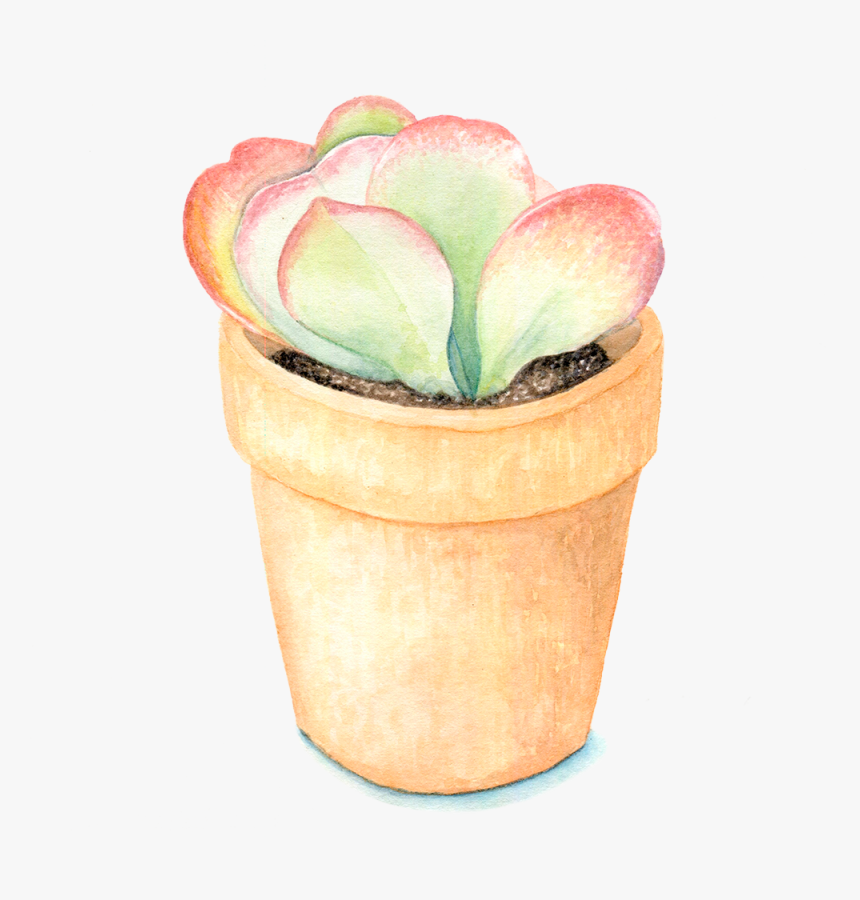 Succulent Plant , Png Download - Flowerpot, Transparent Png, Free Download