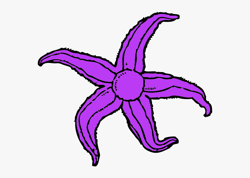 Purple Starfish Clipart - Starfish Clip Art, HD Png Download, Free Download