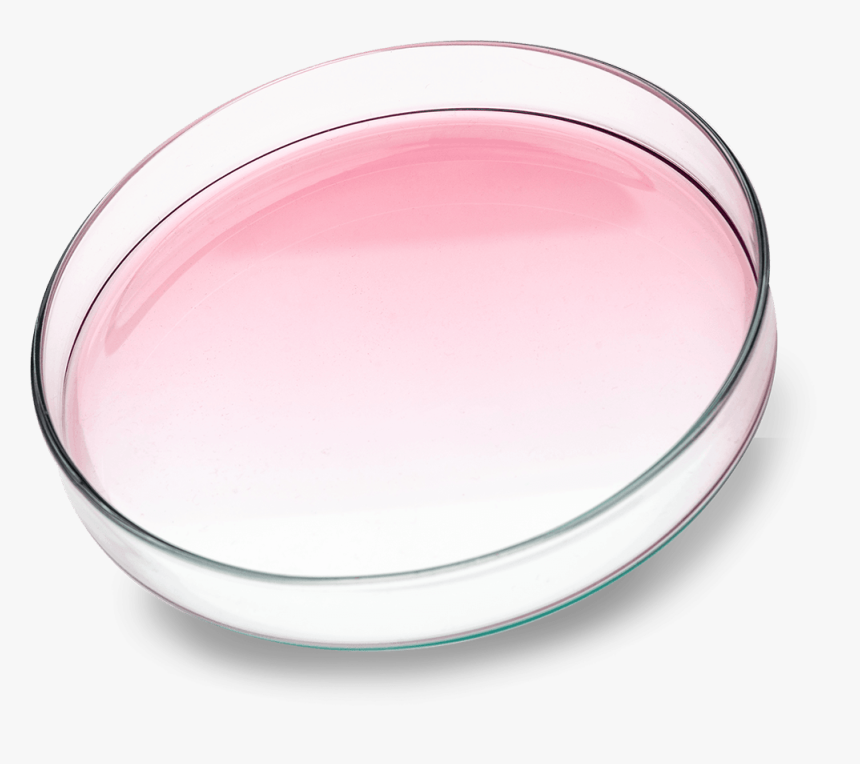Growth Medium In Petri Dish - Serving Tray, HD Png Download, Free Download