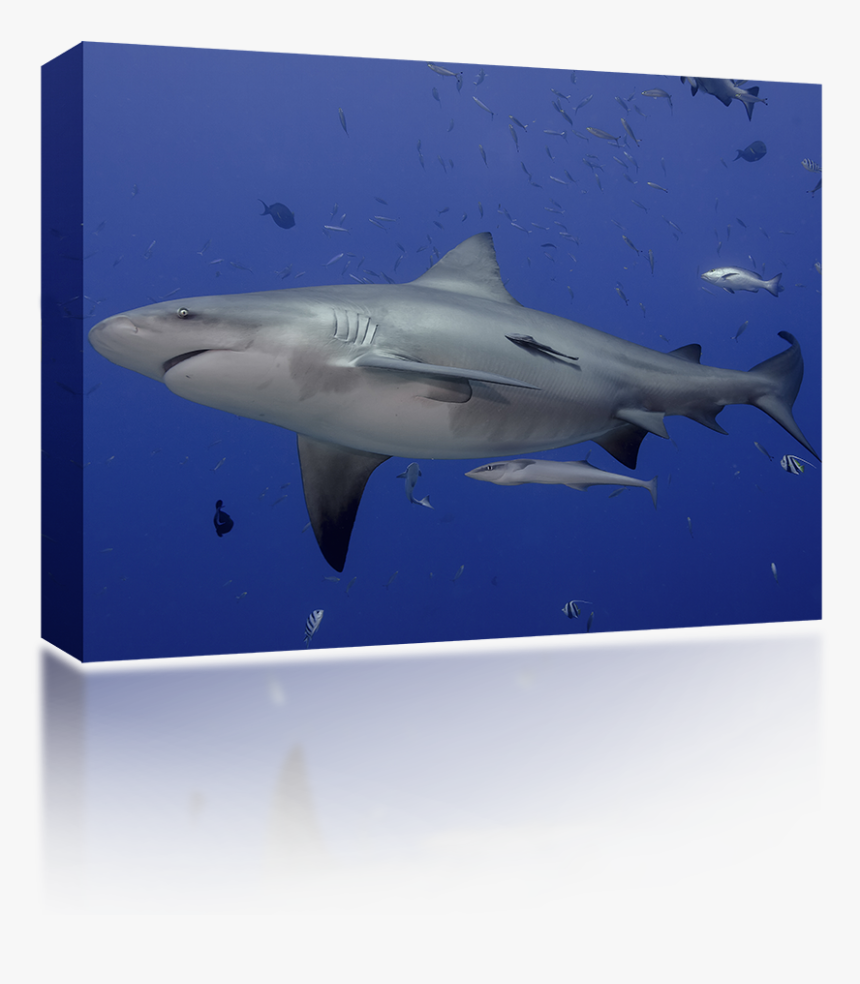 Great White Shark, HD Png Download, Free Download