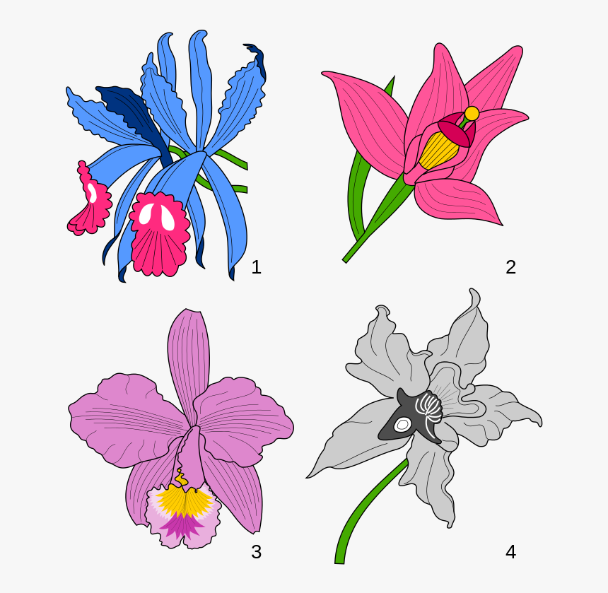 File - Orchids Heraldry - Svg - Wikimedia Commons - - Orchid Heraldry, HD Png Download, Free Download