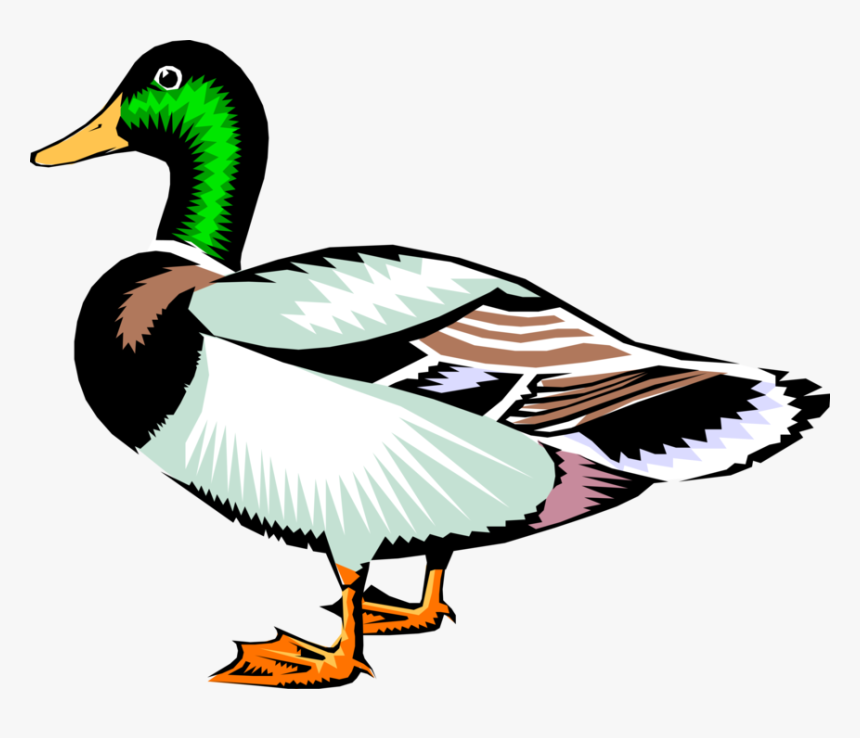 Vector Illustration Of Male Mallard Duck Bird - Duck Clipart Panda, HD Png Download, Free Download