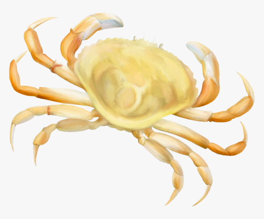 Freshwater Crab, HD Png Download, Free Download