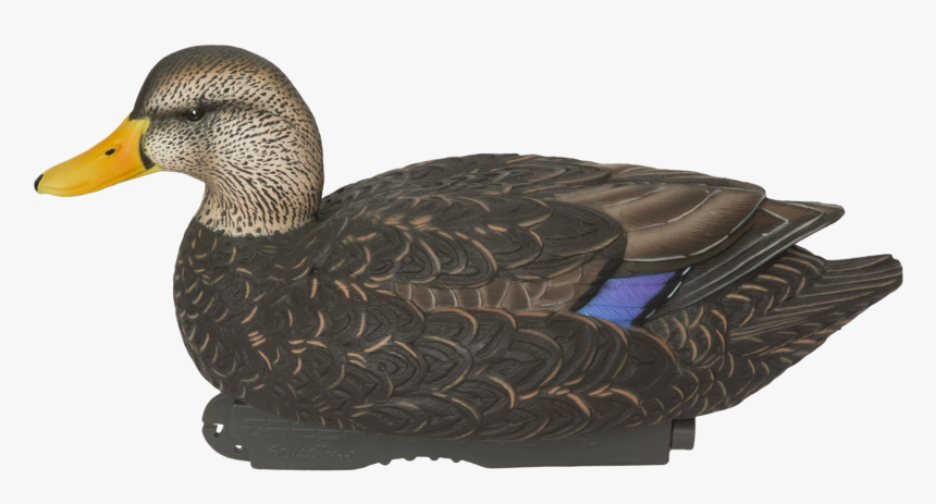 Mallard, HD Png Download, Free Download