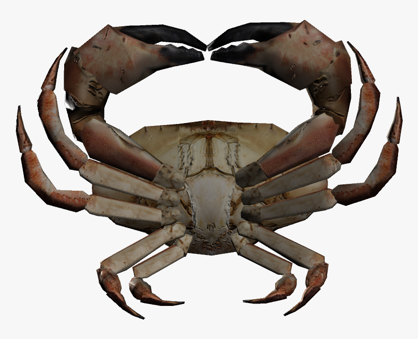 Dungeness Crab Clipart , Png Download - Rock Crab, Transparent Png, Free Download