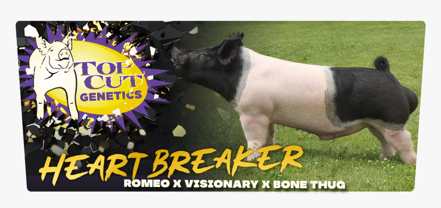 # - Domestic Pig, HD Png Download, Free Download