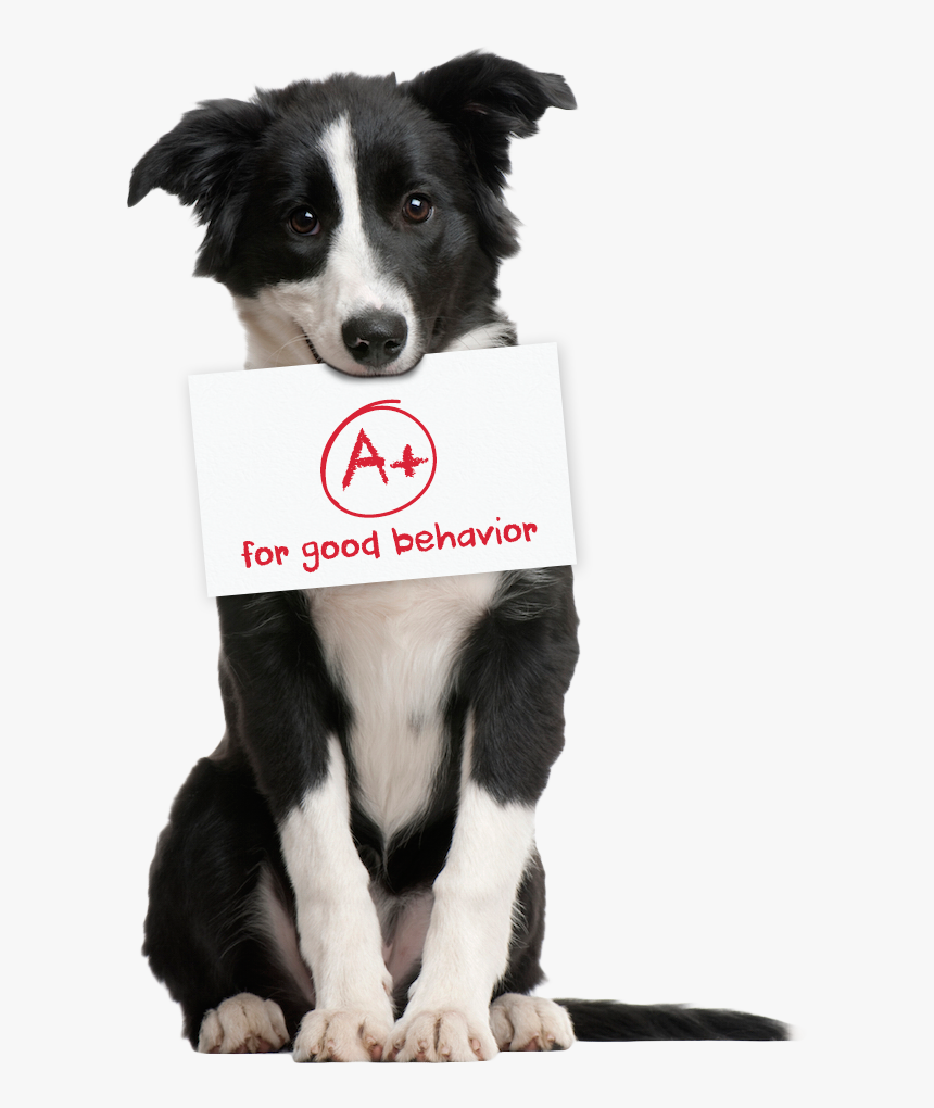 San Diego Dog Walking Service - Animals That Can Walk Or Run, HD Png Download, Free Download