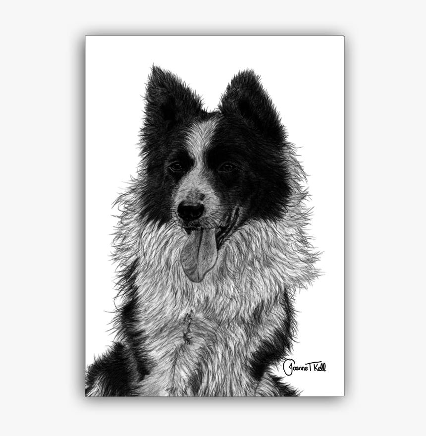 Border Collie, HD Png Download, Free Download