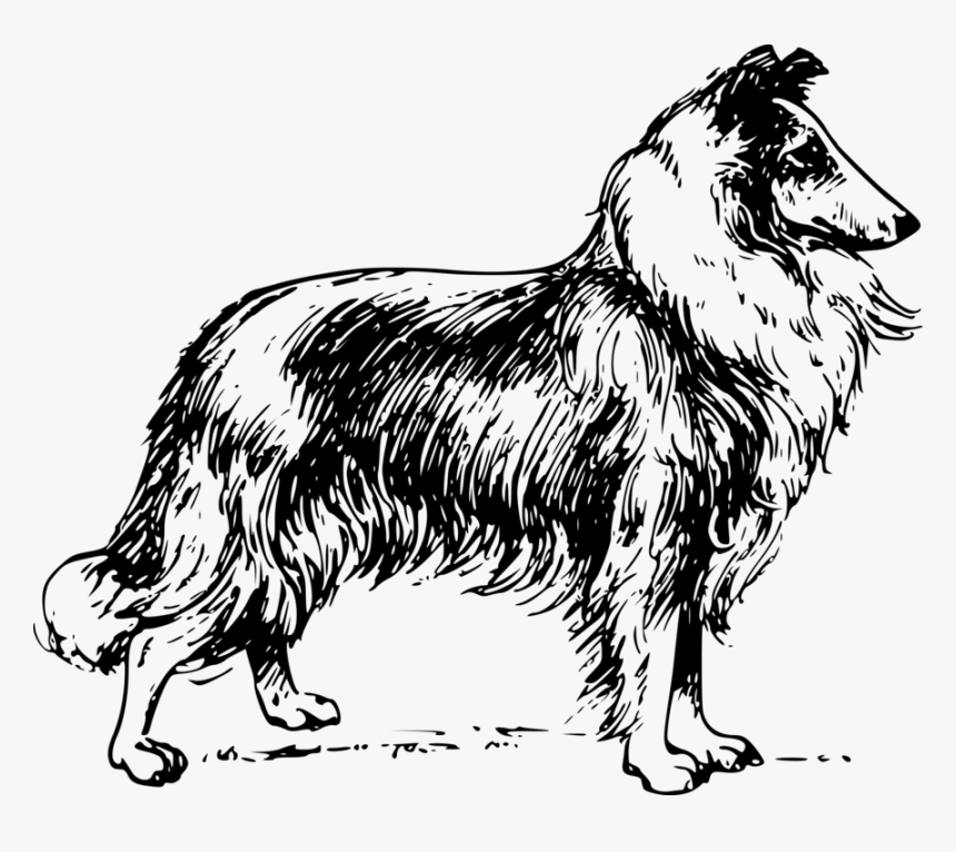 Line Art,collie,tail - Collie Clipart Black And White, HD Png Download, Free Download