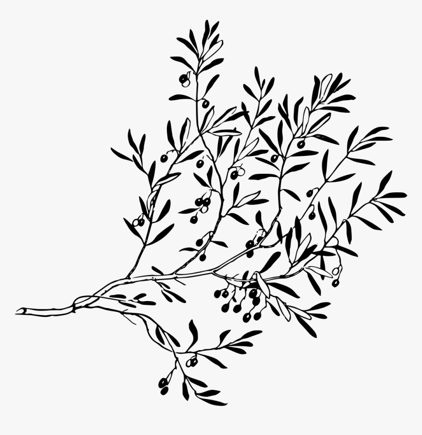 Olive Tree Branch Graphic, HD Png Download, Free Download