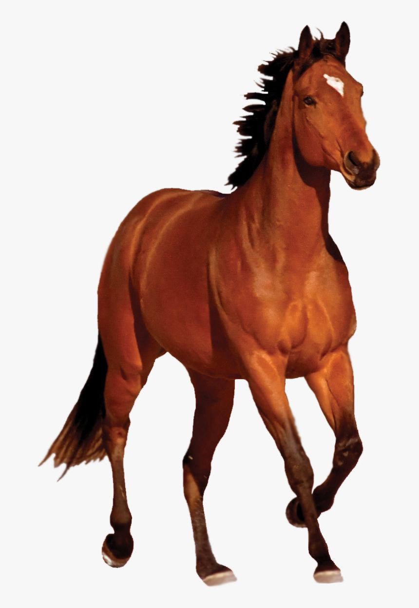 Brown Horse Clipart Hd - Horse Images Hd Png, Transparent Png, Free Download