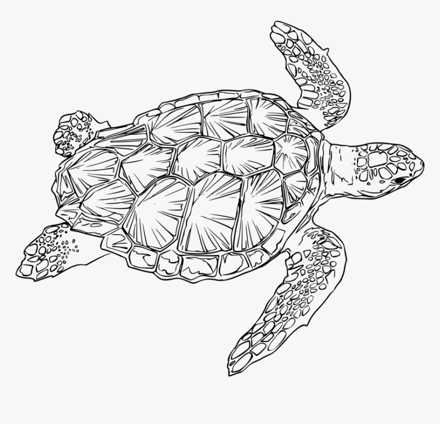 Turtle,line Art,reptile - Sea Turtle Line Drawing, HD Png Download, Free Download