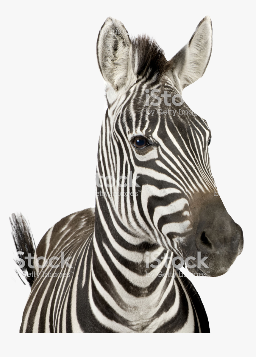 Zebra With Bubble Gum, HD Png Download, Free Download