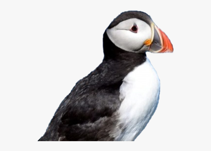 Puffin Png Hd - Atlantic Puffin, Transparent Png, Free Download