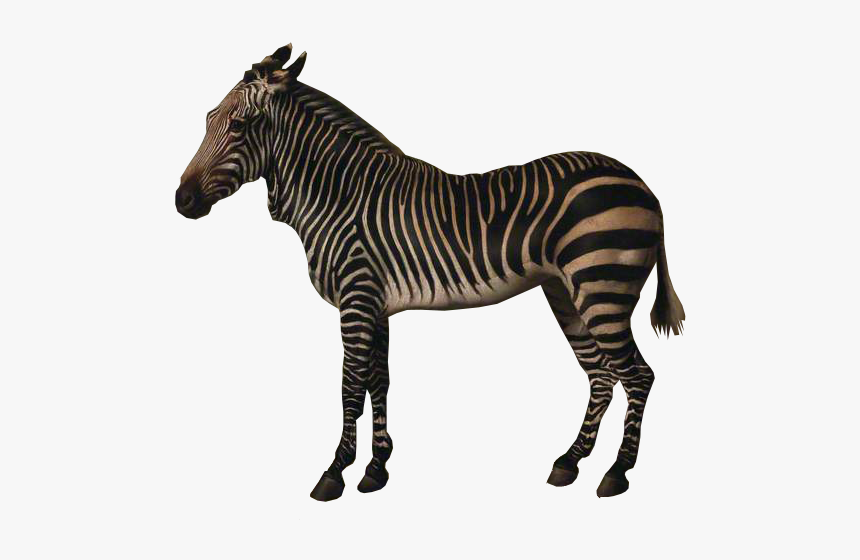 George Stubbs Zebra, HD Png Download, Free Download