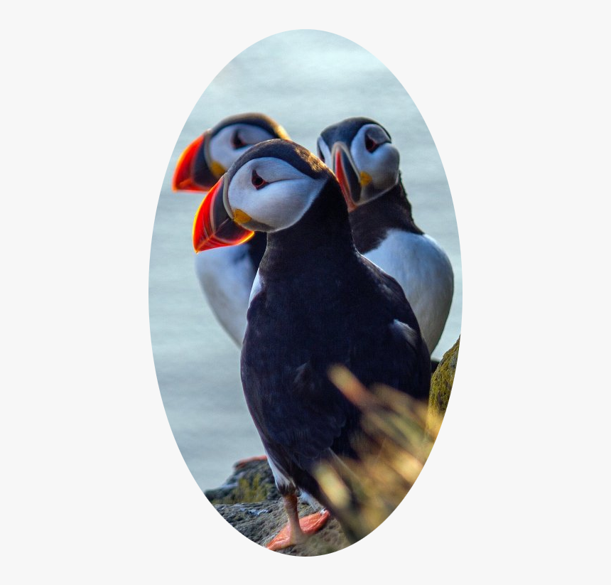 Transparent Puffin Clipart - Puffin, HD Png Download, Free Download