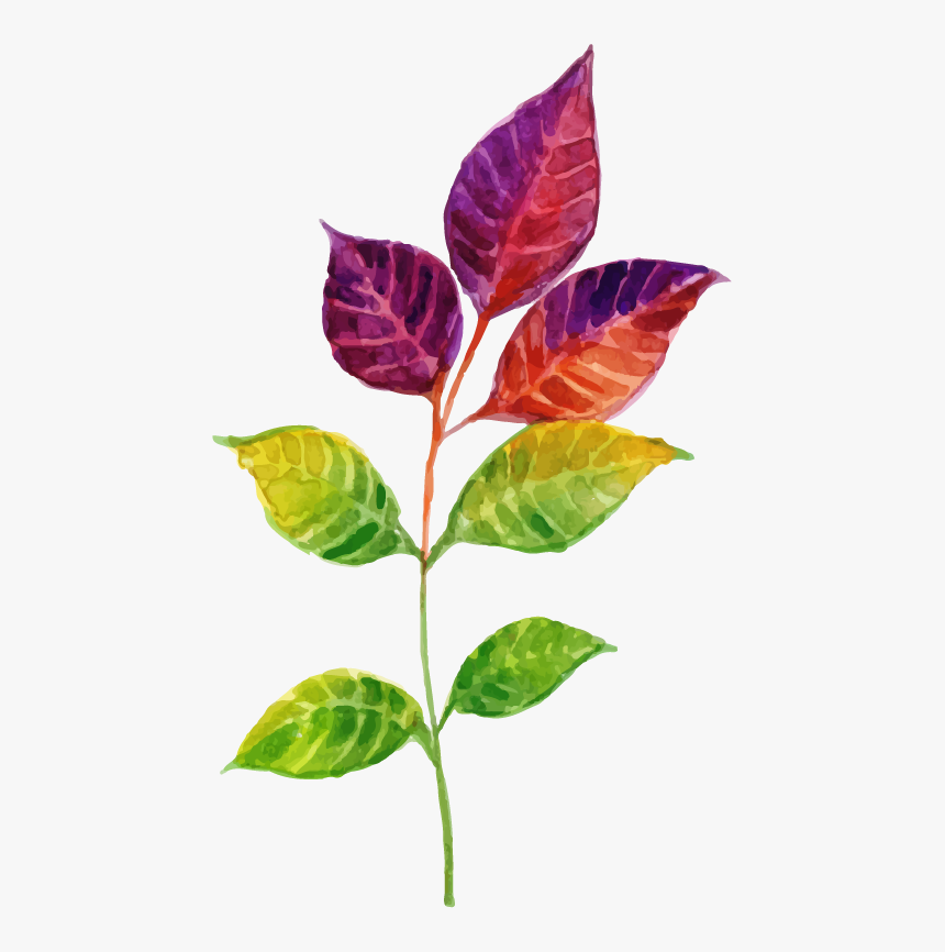 Beech, HD Png Download, Free Download