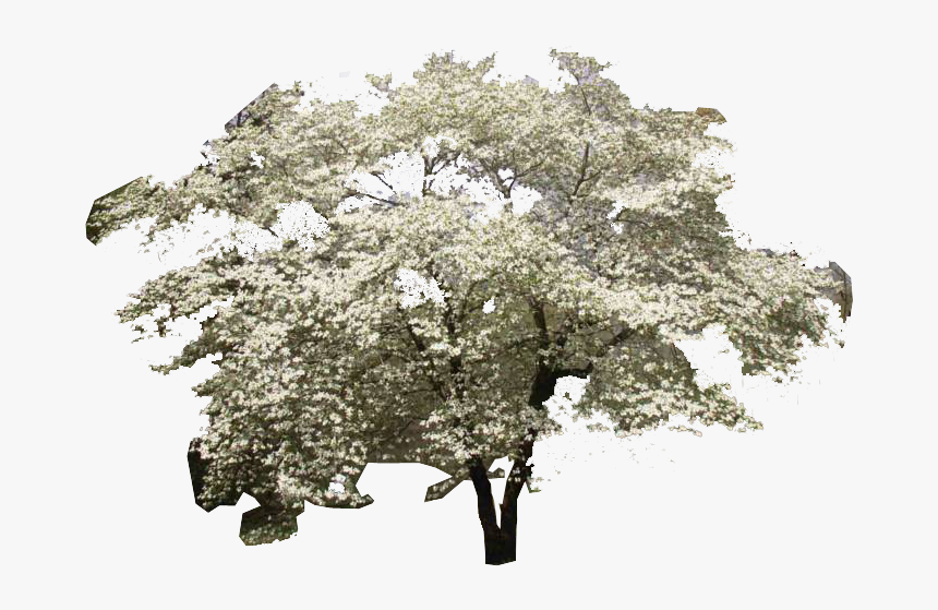 Dogwood Tree, HD Png Download, Free Download