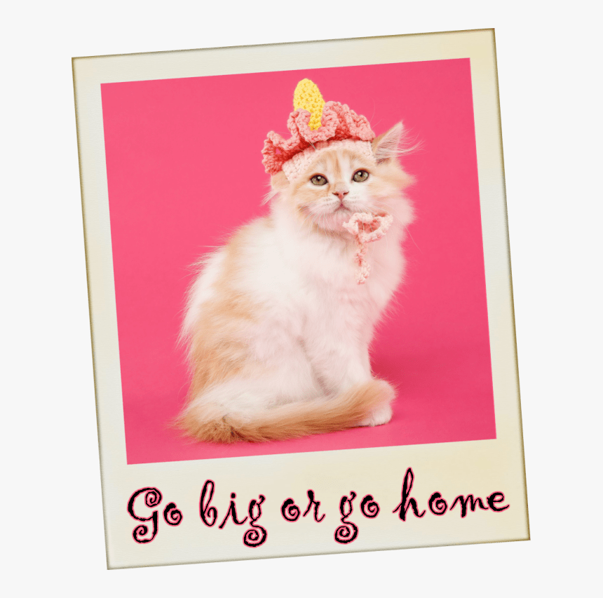Go Big Or Go Home - British Longhair, HD Png Download, Free Download