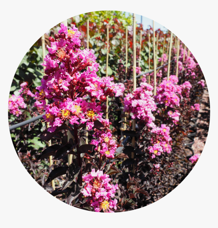 Lavender Lace Dd - Rosa Glauca, HD Png Download, Free Download