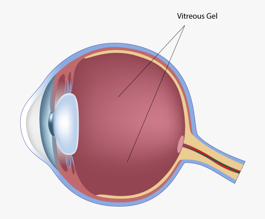 Adobestock 250441678 Preview Vitreous Cavity Final - Peripheral And Central Retina, HD Png Download, Free Download