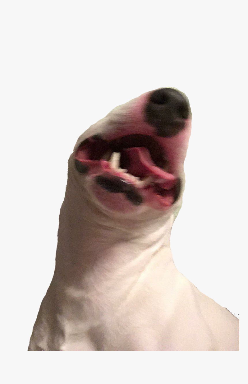 Walter The Dog Transparent, HD Png Download - kindpng