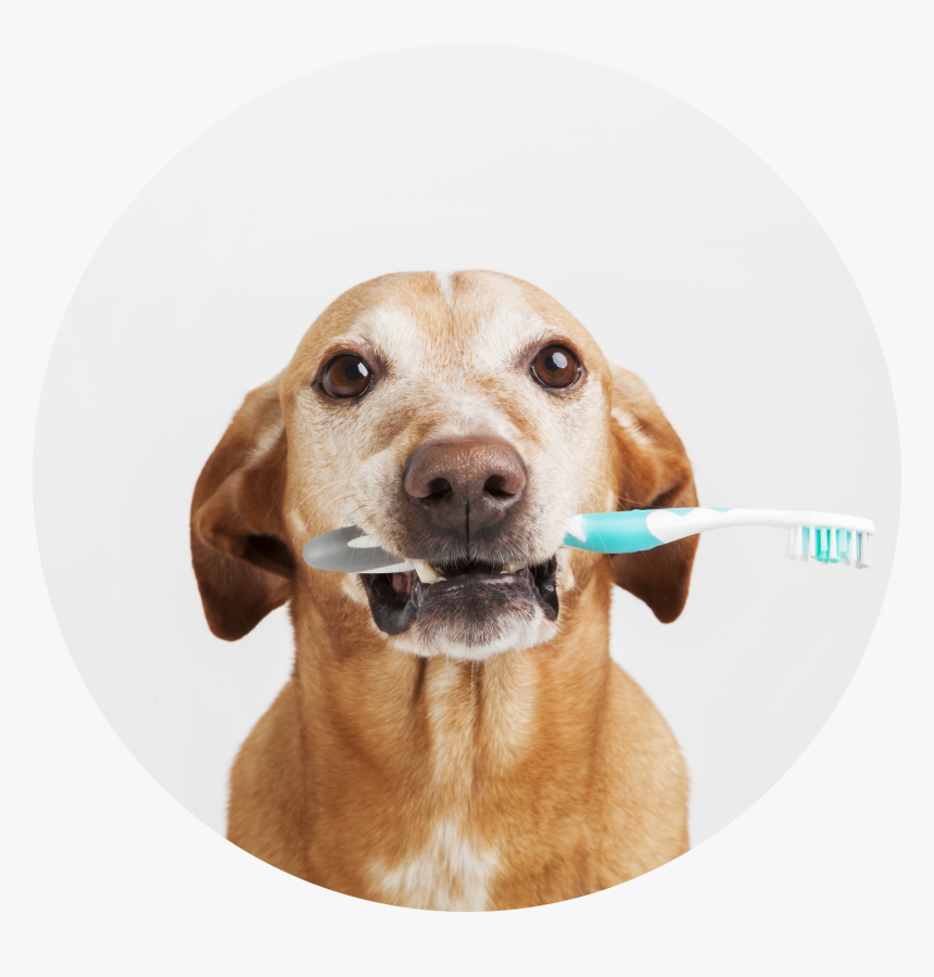 Pet Dental Month 2020, HD Png Download, Free Download