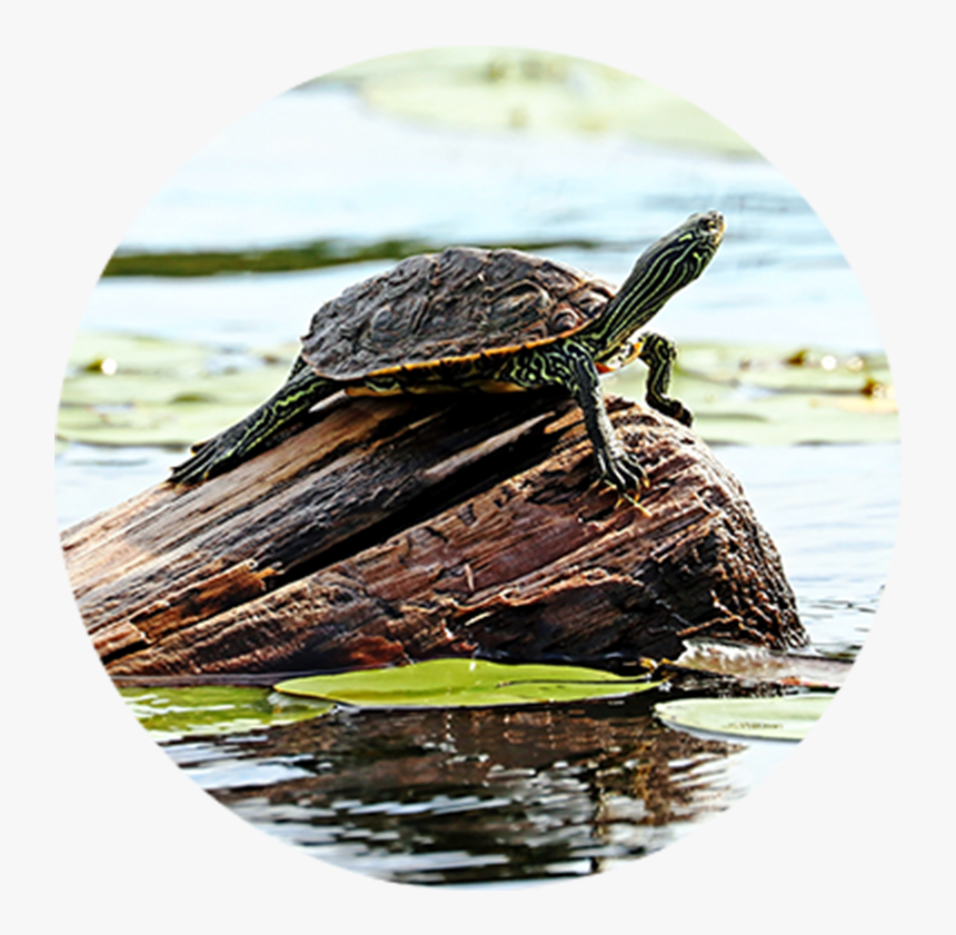 Turtles - Tortoise, HD Png Download, Free Download