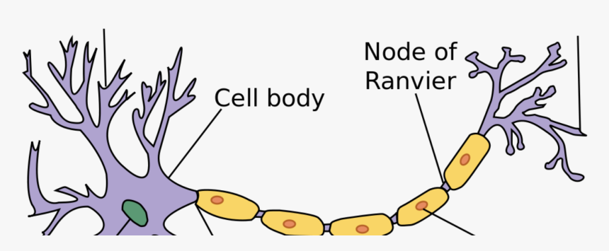 Parts Of The Neuron Labeled, HD Png Download, Free Download