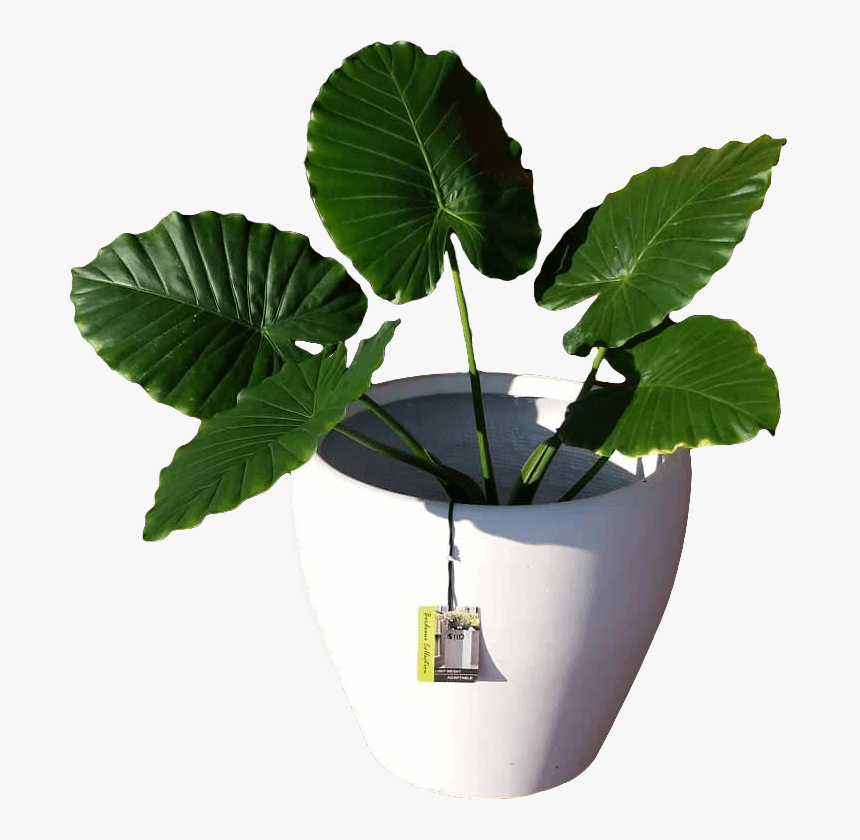 Indoor Plants Benefits Image - Flowerpot, HD Png Download, Free Download