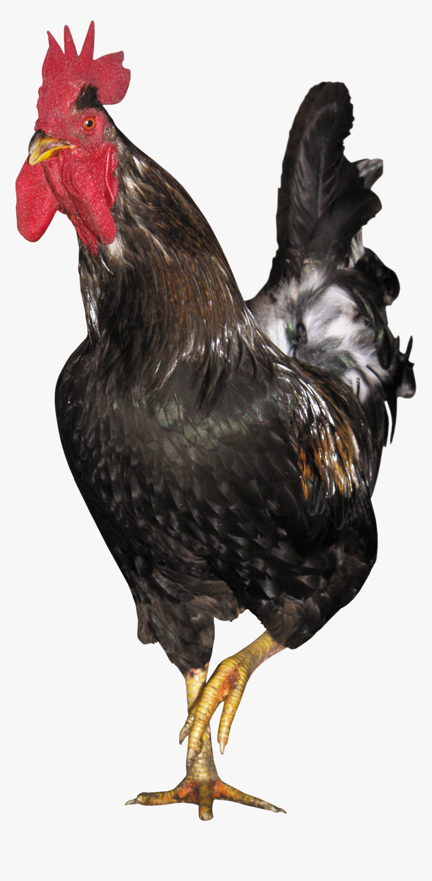 Cock Png - Chicken, Transparent Png, Free Download